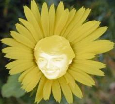 Flor elegida: La margarita